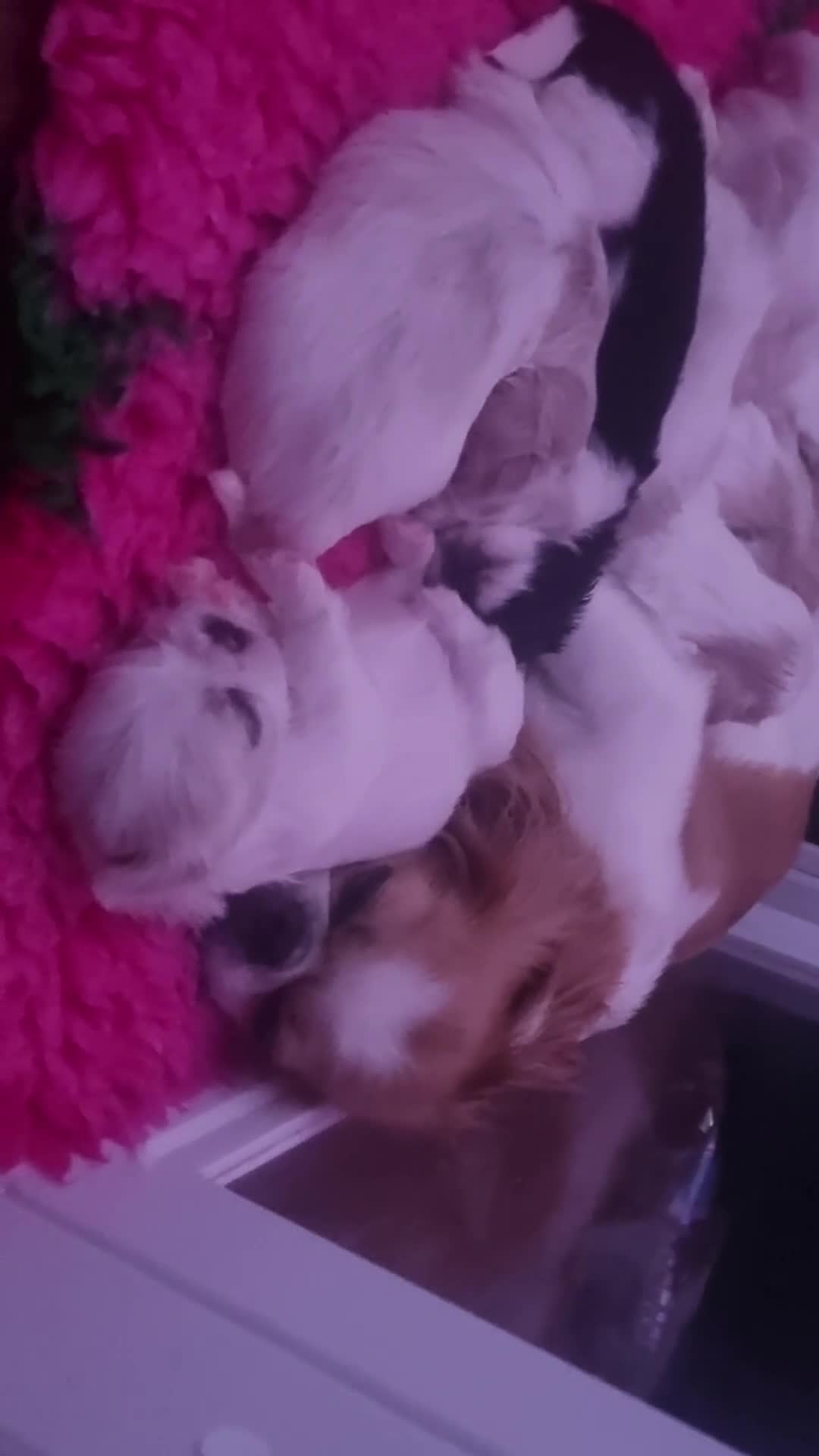 Mixed Breed dogs for sale: 6 gorgeous Pekingese x Tibetan Spaniel puppies in Wirral - Video 2