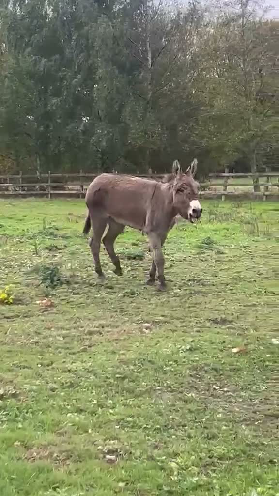 Donkey livestock for sale: Meet Maggie- a truly special Jenny donkey in foal  - Video 1