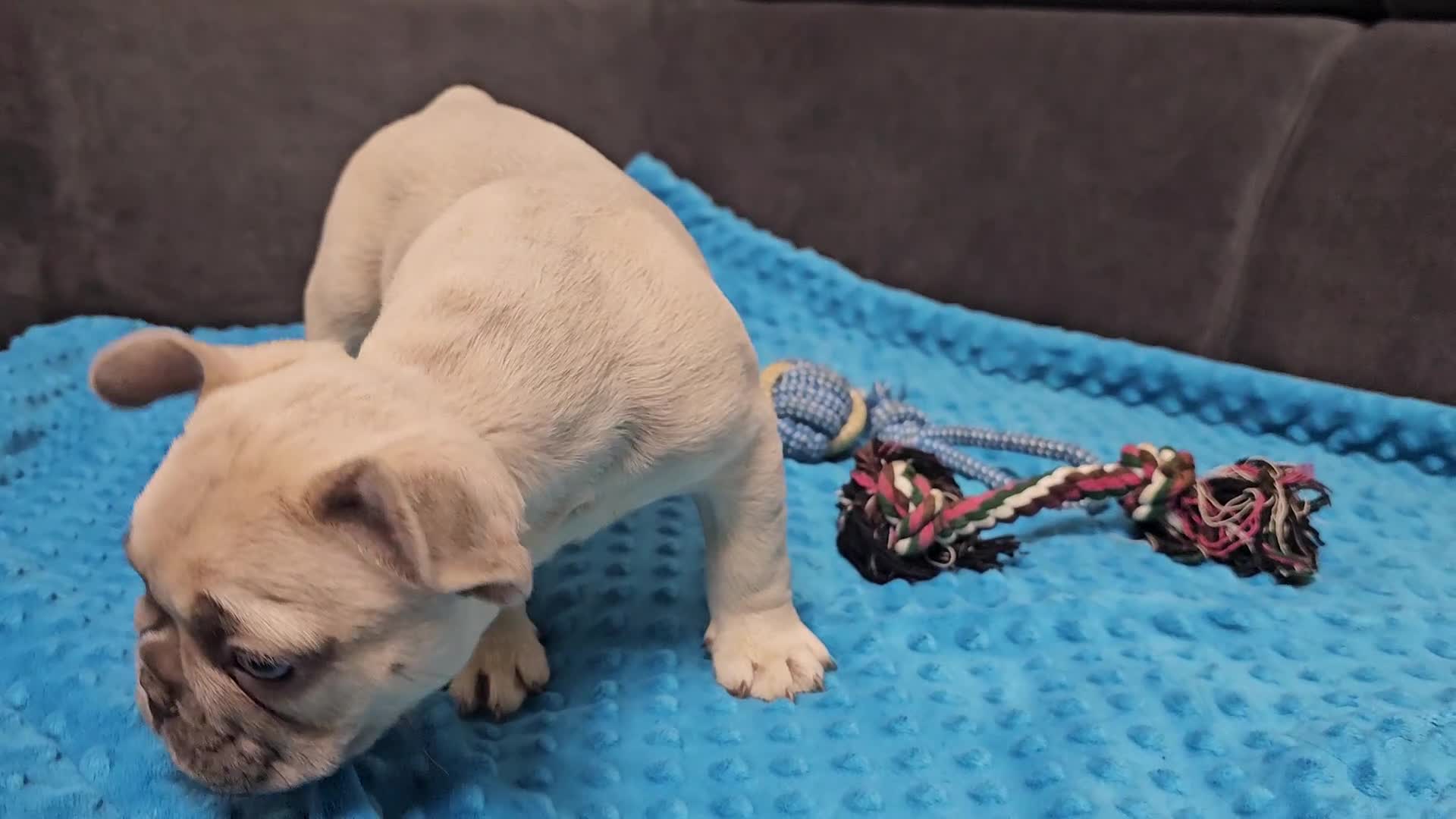 French Bulldog dogs for sale: French bulldog puppies  - Video 3