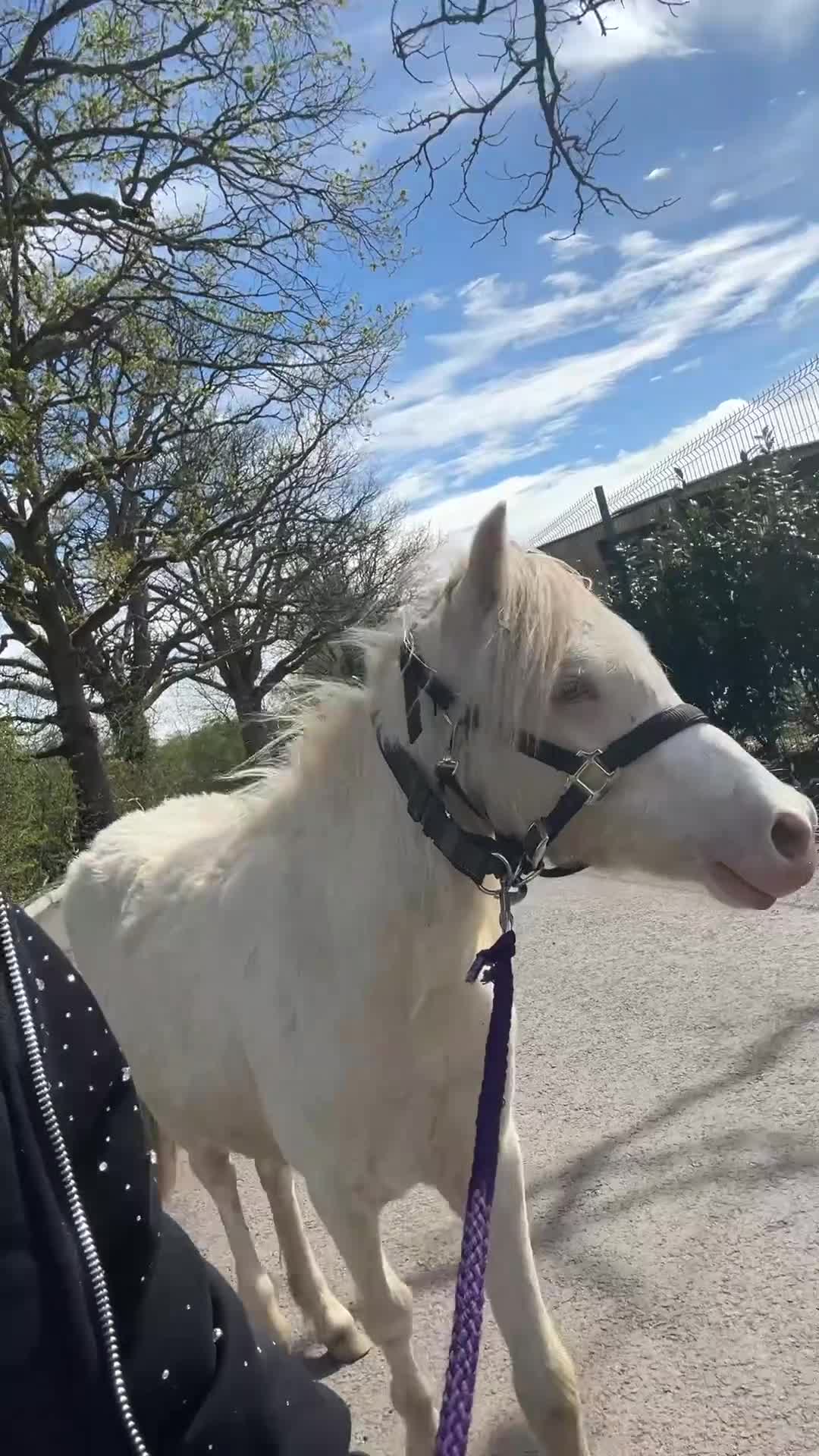 Welsh Section A horses for sale: Registered Welsh SectionA filly full WPCS pedigree - Video 5