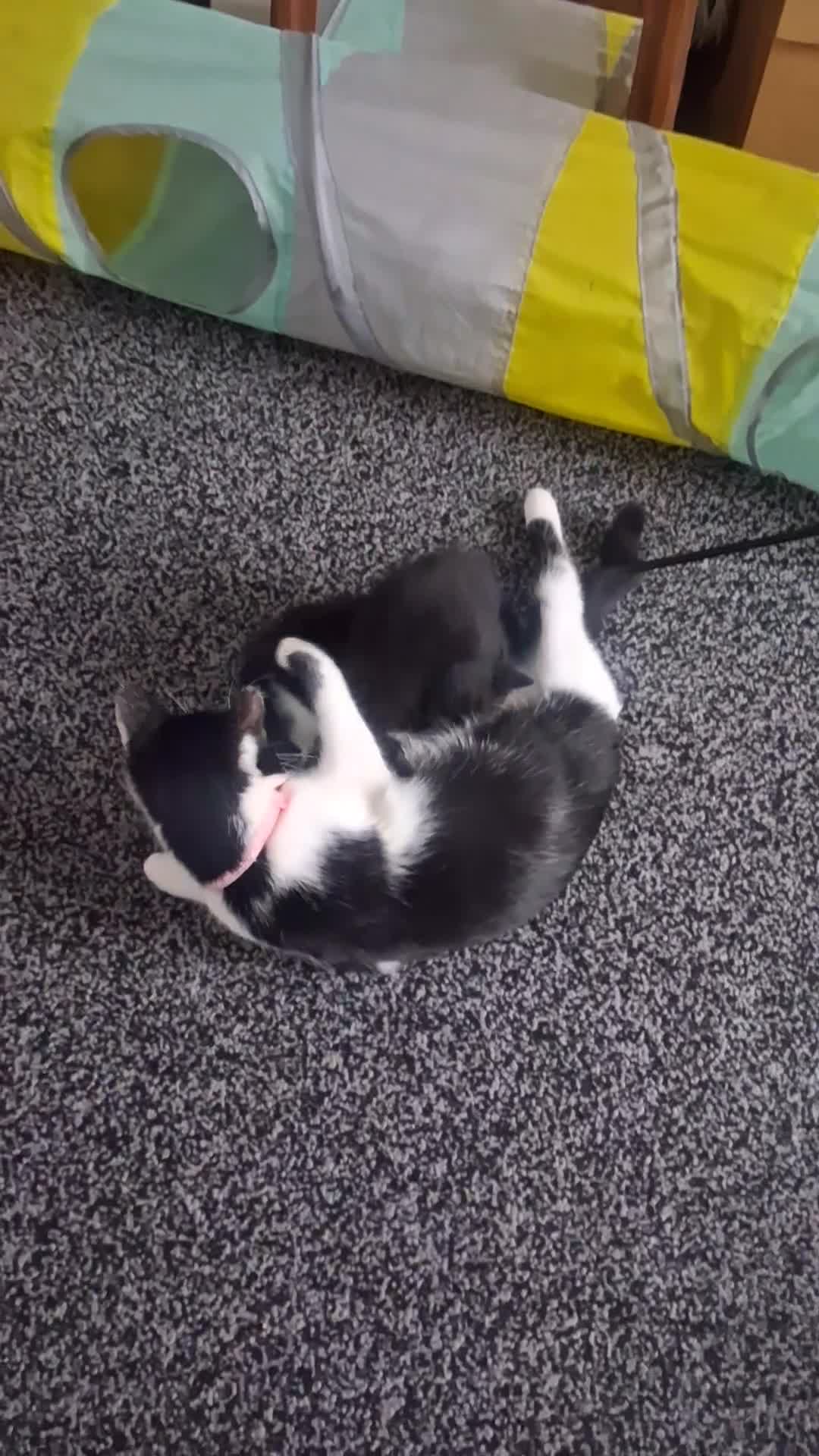 Mixed Breed cats for sale: Kittens for sale in Halifax - Video 1