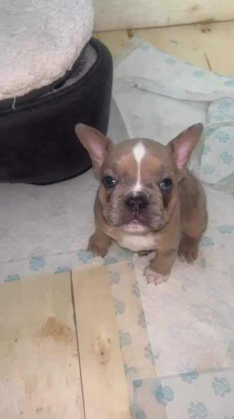 Mixed Breed dogs for sale: French pomerdogs  - Video 2