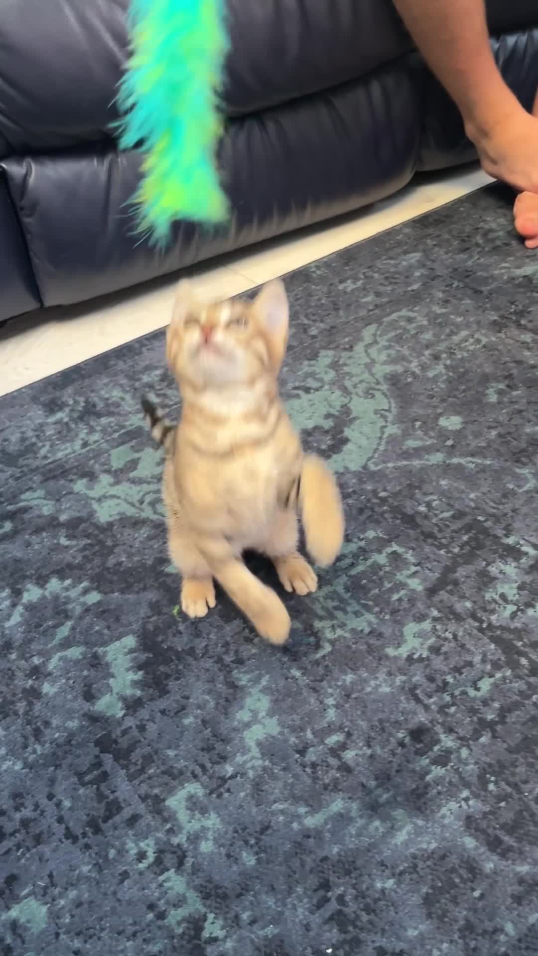 Bengal cats for sale: Beautiful pedigree bengal kittens - Video 1