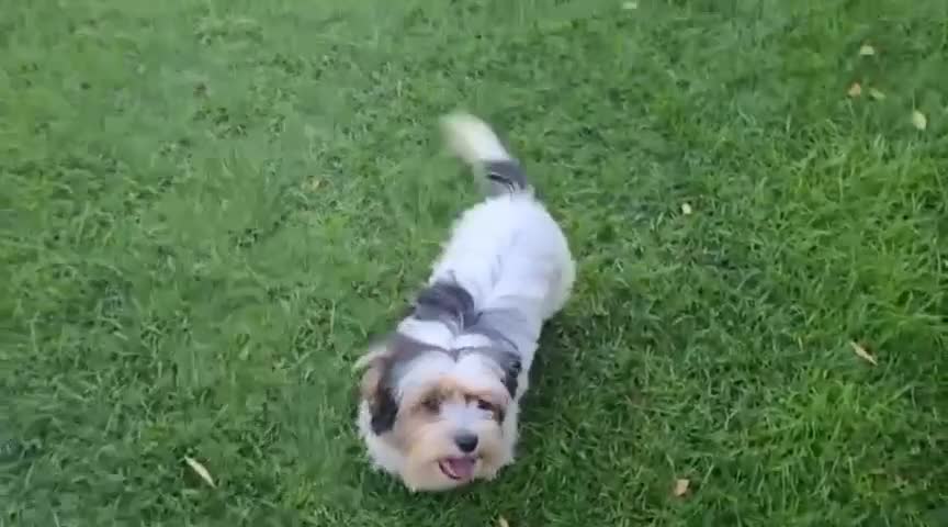 Biewer Terrier dogs for sale: BIEWER TERRIER - 2 BOYS - Video 1