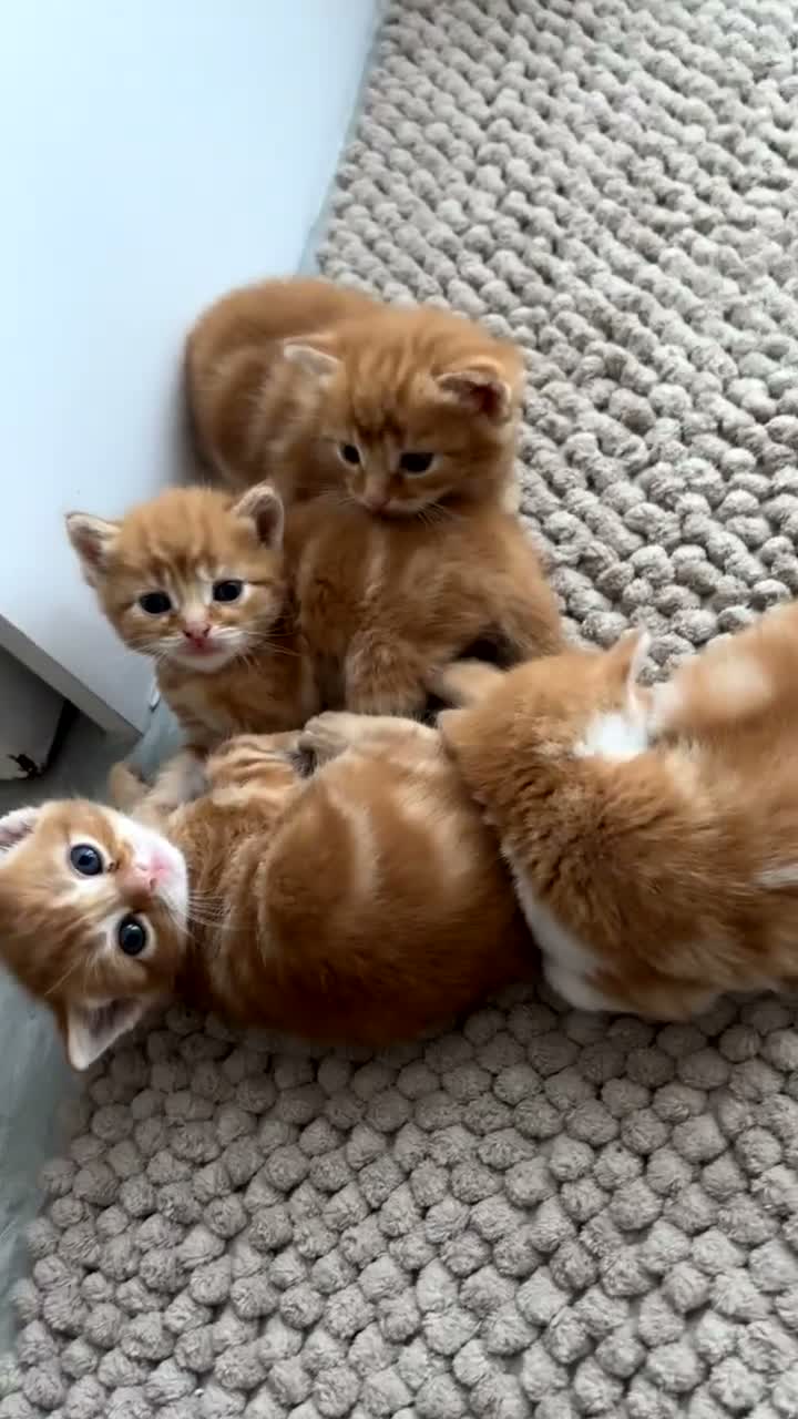 Mixed Breed cats for sale: Lovely kittens  in Hull - Video 3