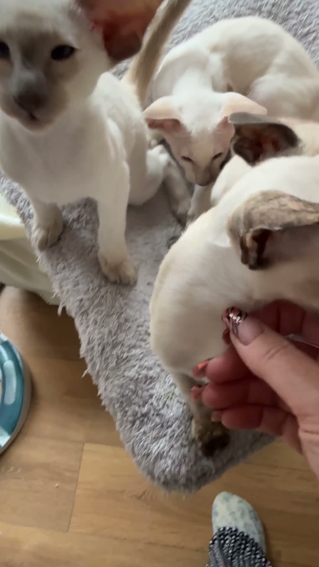 Siamese cats for sale:  Gccf registered Siamese’s  - Video 1