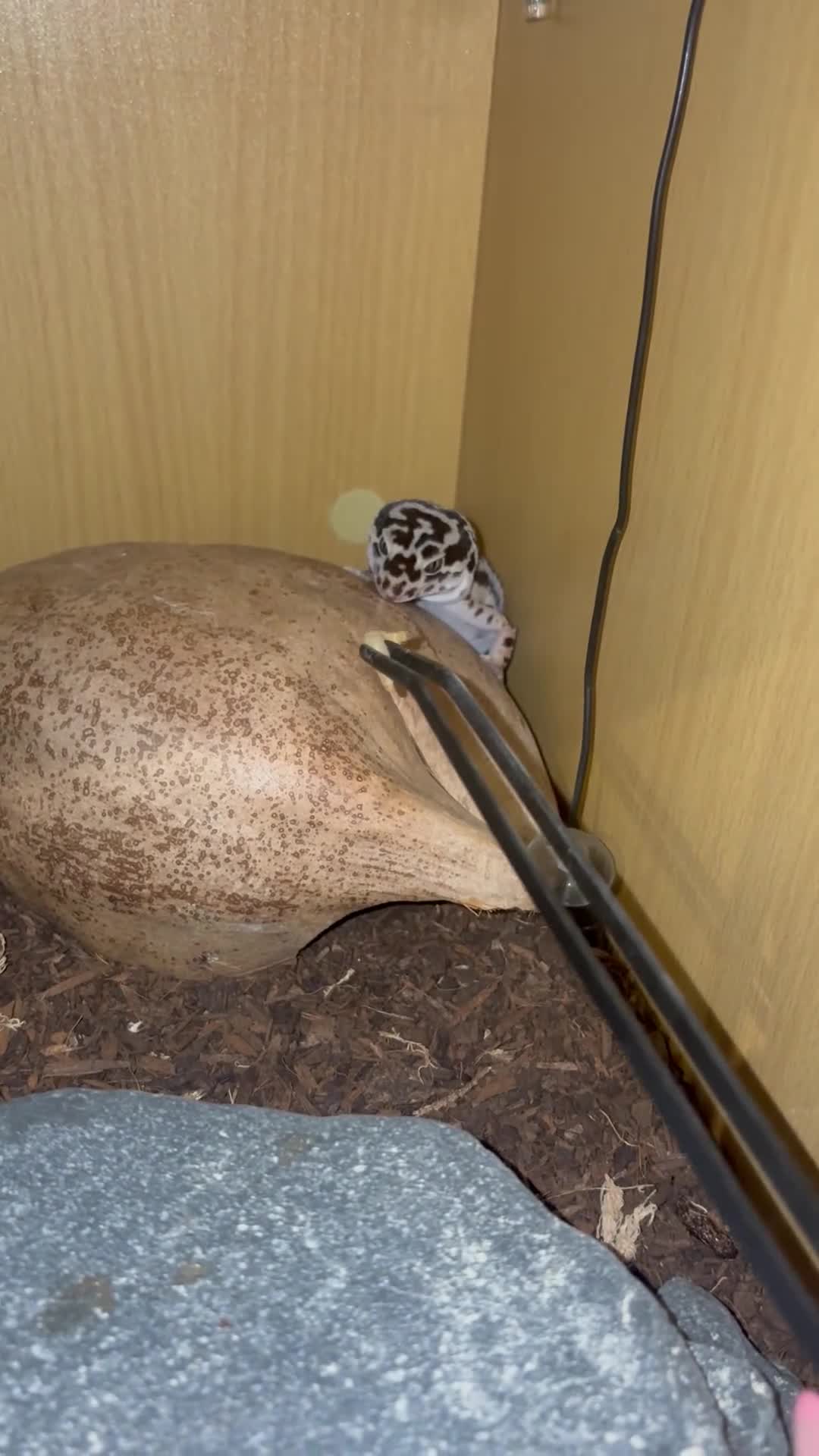 Leopard Gecko reptiles for sale: Leopard Gecko in York - Video 2