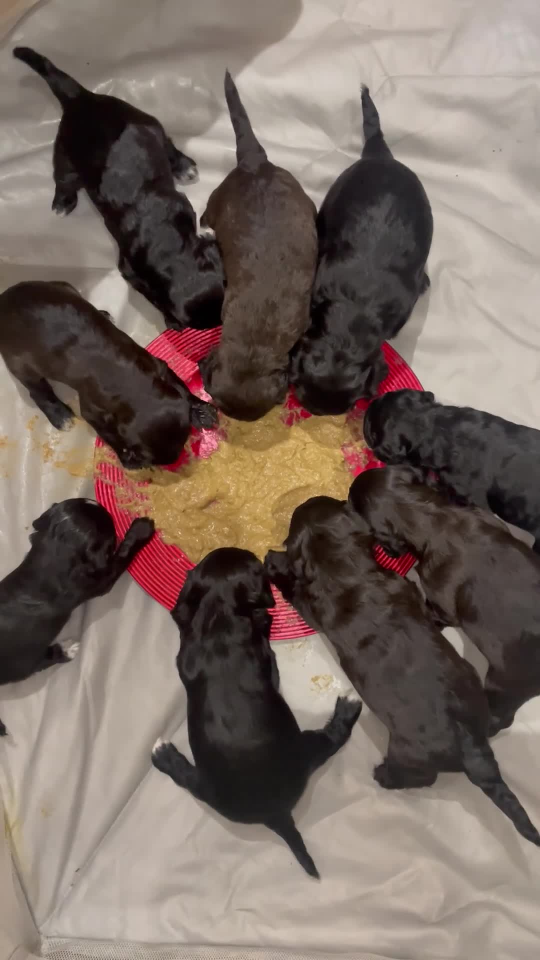 Cavapoo dogs for sale: Beautiful Cavapoo puppies for sale  - Video 1