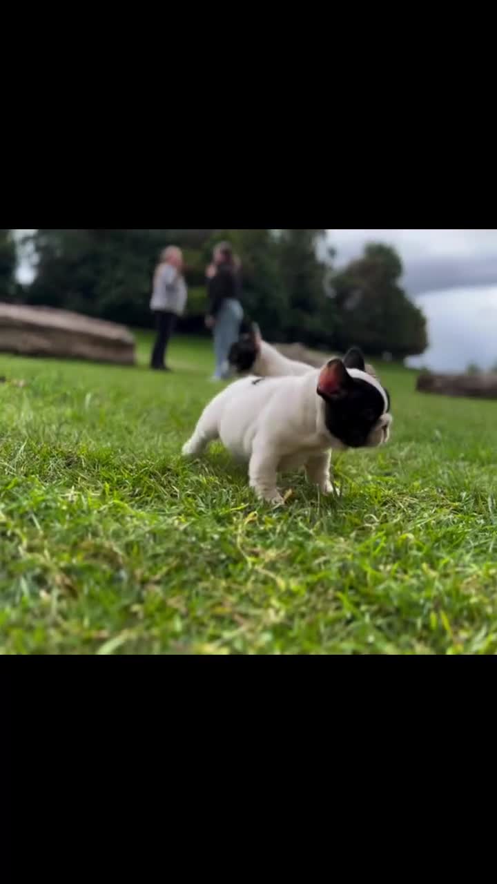French Bulldog dogs for sale: KC fully health genetic & tested puppies - Video 3