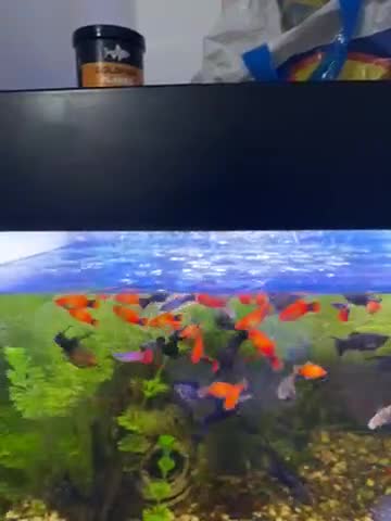 Mollies fish for sale: Black and orange mollie for sale. - Video 1