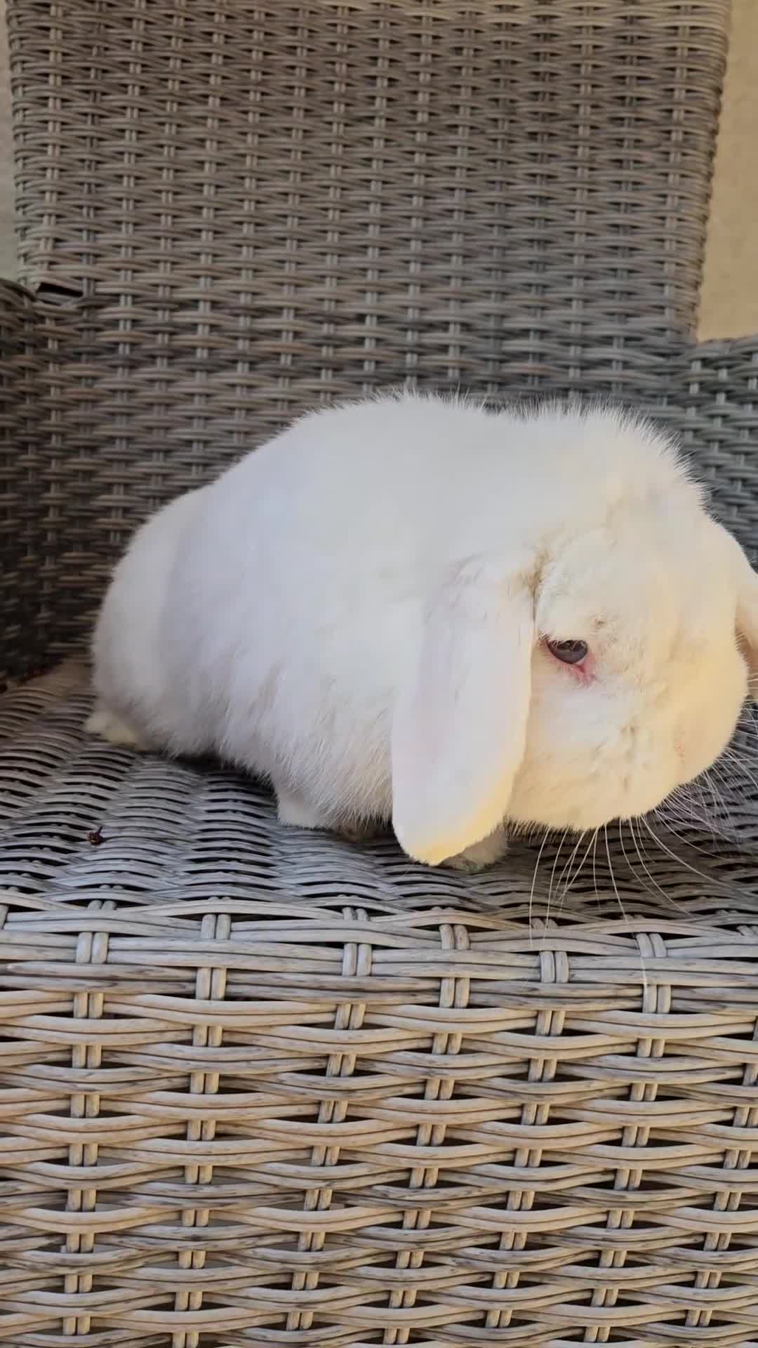 Mini Lop rabbits for sale: Mini lops for sale - Video 2