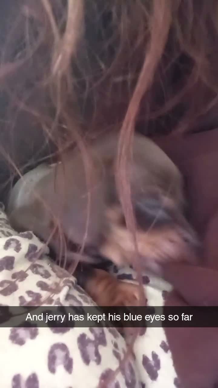 Dachshund dogs for sale: Minature dacshund pups in Northwich - Video 2