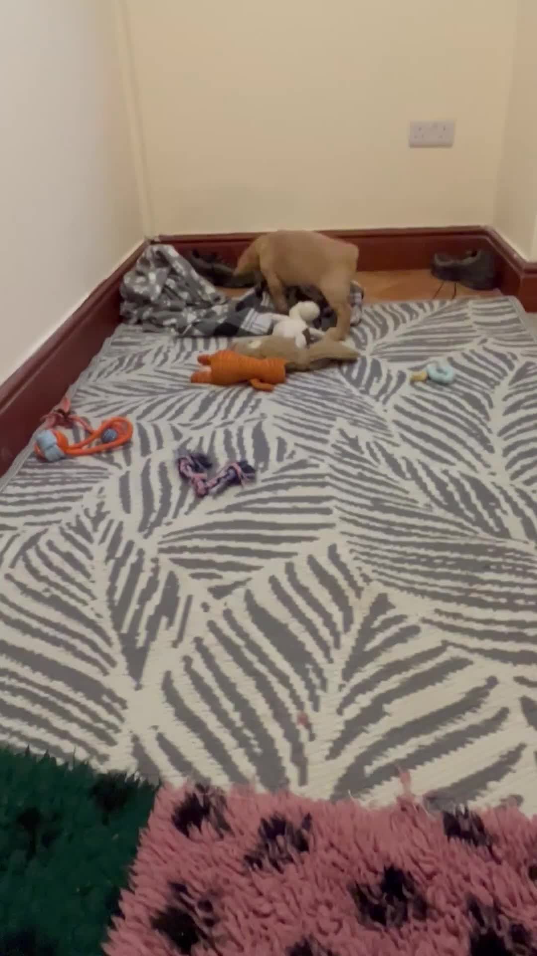 Cocker Spaniel dogs for sale: ✨ Cuddles Await from our Cocker Spaniel Pups  - Video 1