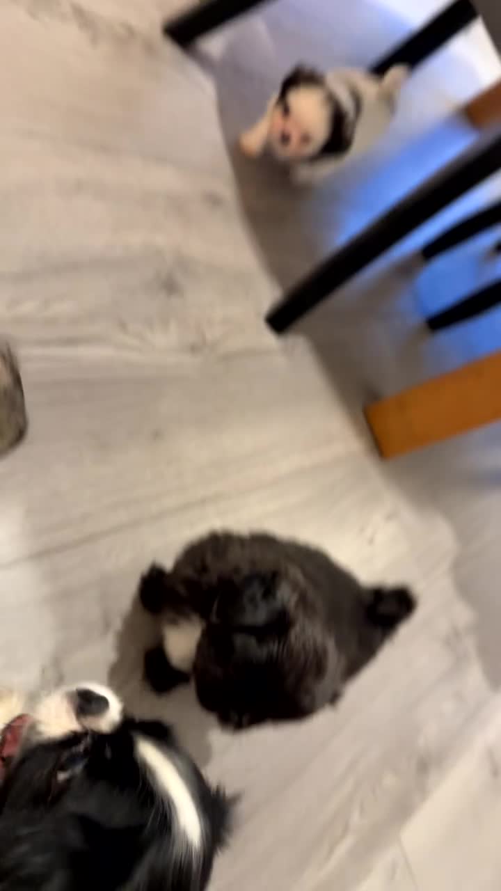 Pekingese dogs for sale: Pekingese puppies  in Coventry - Video 1