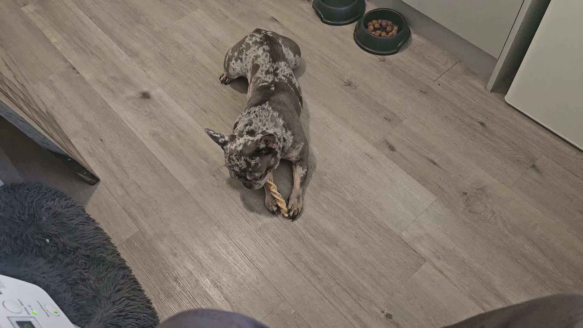 French Bulldog dogs for sale: 2 year old franch bulldog  in Bournemouth - Video 1