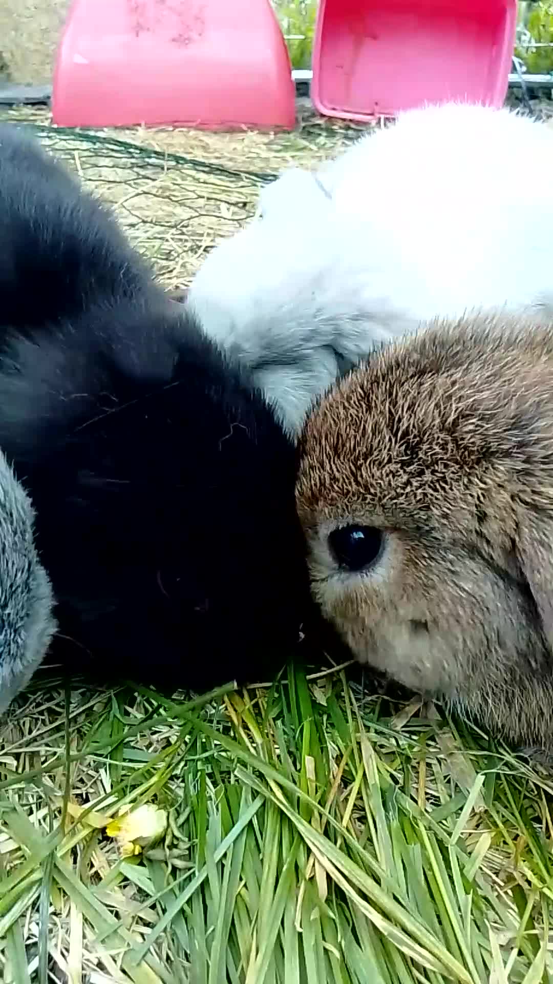 Mini Lop rabbits for sale: Beautiful Mini Lop Bunnies available  - Video 1