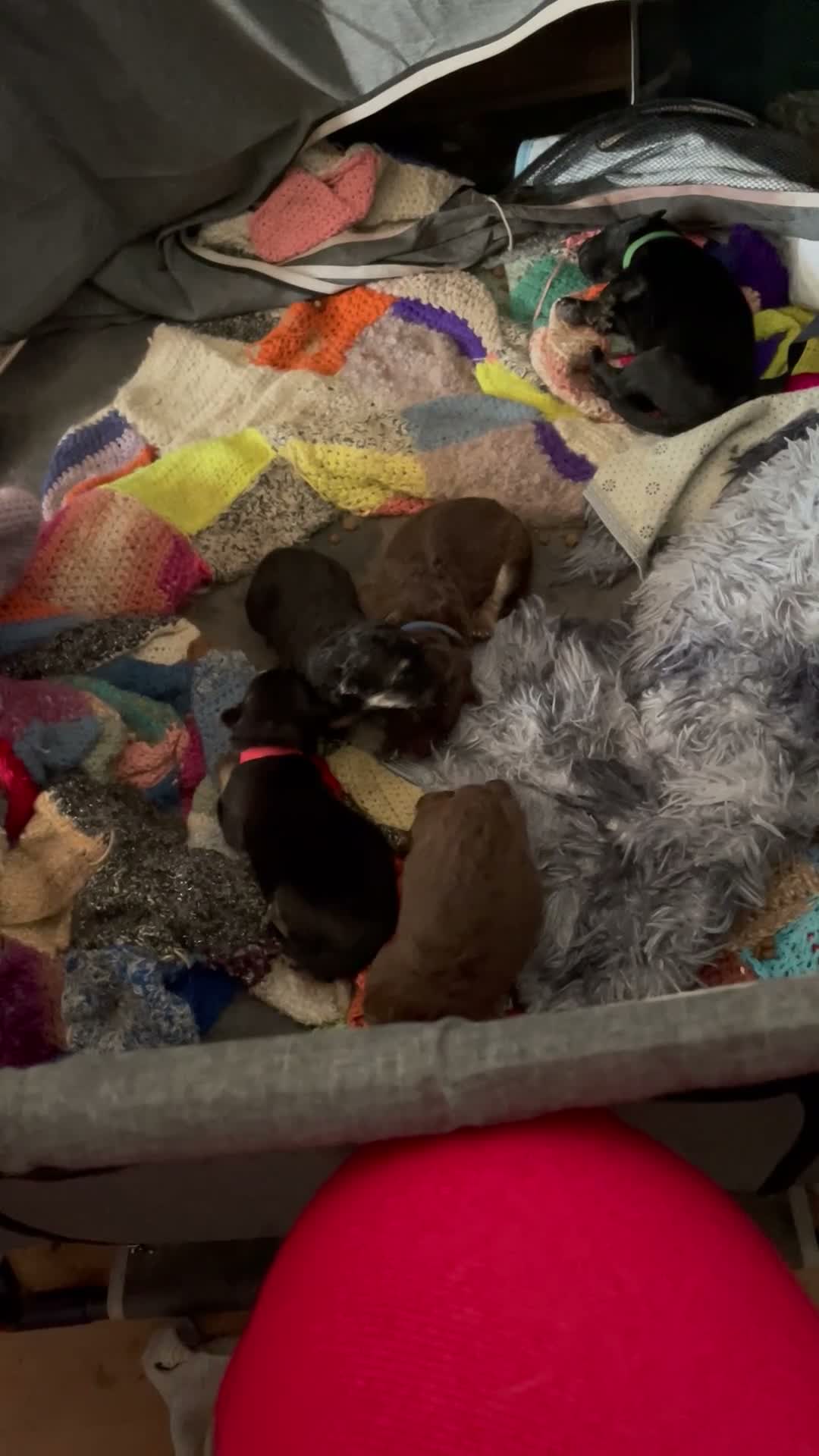 German Shepherd dogs for sale: Pure German Shepherd puppies in Spalding - Video 1