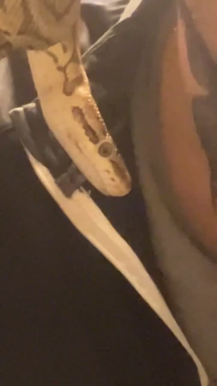 Python Snake reptiles for sale: Lemon blast ball python with enclosure  in Wakefield - Video 1