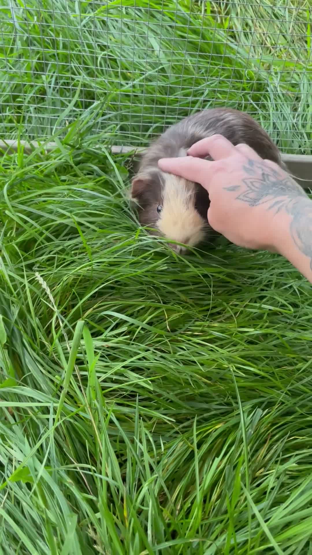 Guinea Pig rodents for sale: Two male guinea pigs need rehoming  in Heanor - Video 1