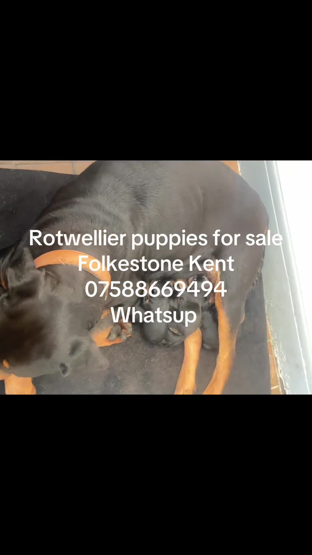 Rottweiler dogs for sale: Mr & miss in Folkestone - Video 1
