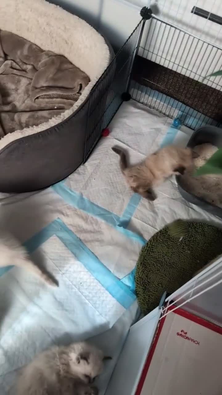 Ragdoll cats for sale: Ragdoll Kittens Looking Their Forever Homes - Video 1