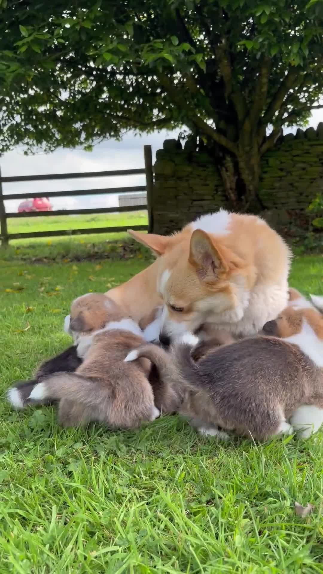 Welsh Corgi Pembroke dogs for sale:  Pembrokeshire Corgi Puppies for sale!🏡 - Video 1