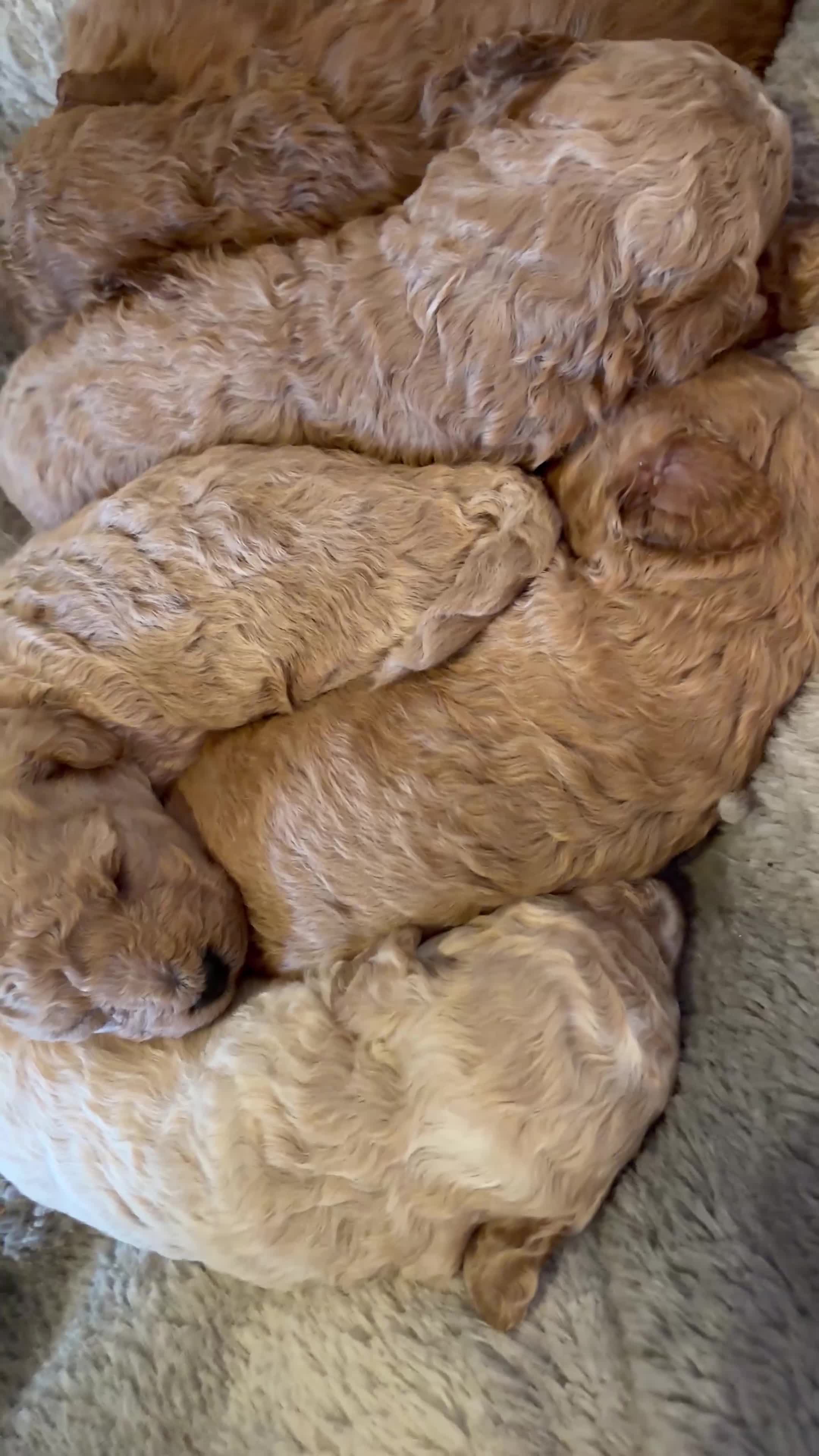 Poochon dogs for sale: Gorgeous poochon puppies  in Nantwich - Video 1