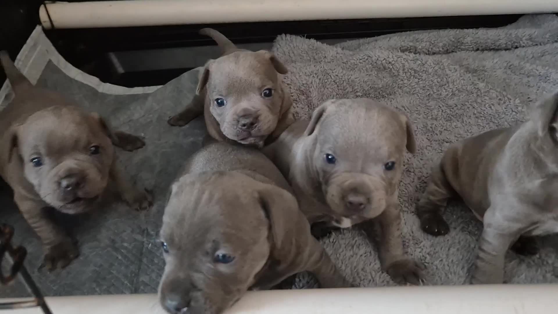 Staffordshire Bull Terrier dogs for sale: Blue Staffies Kc Registered - Video 2