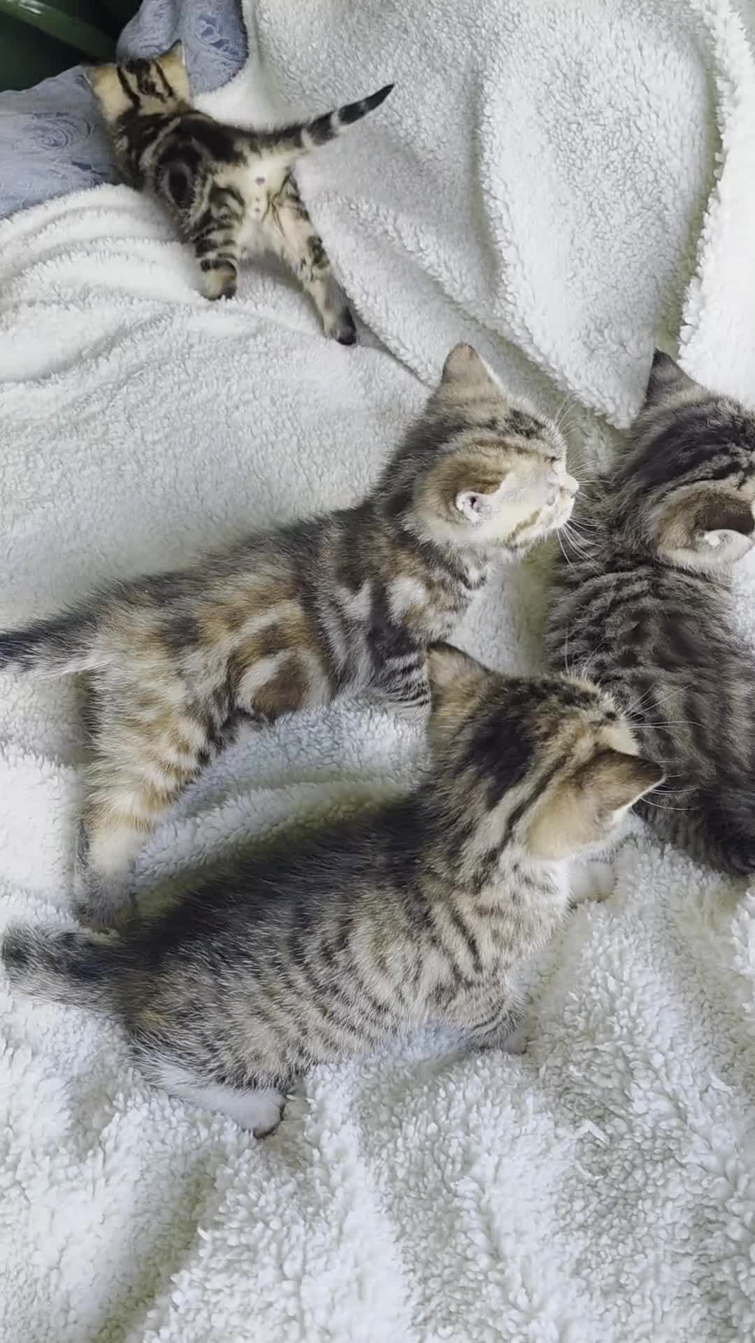 British Shorthair cats for sale: Stunning Kittachinos Golden BSH Tica registered - Video 2