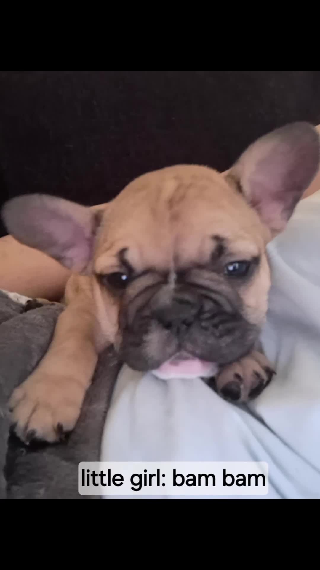 French Bulldog dogs for sale: We have 5 frenchies ready to go 12 june in Rhayader - Video 2