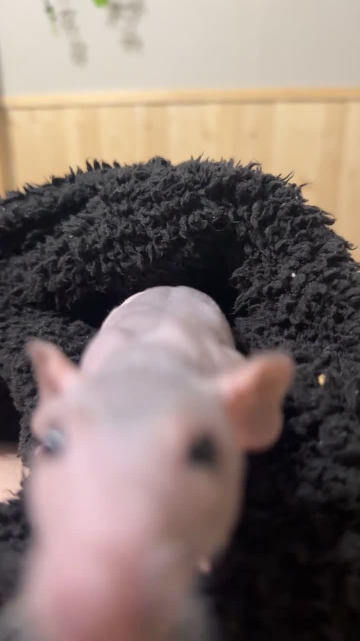 Rat rodents for sale: 4 rats and cage with accessories  in Loughborough - Video 2