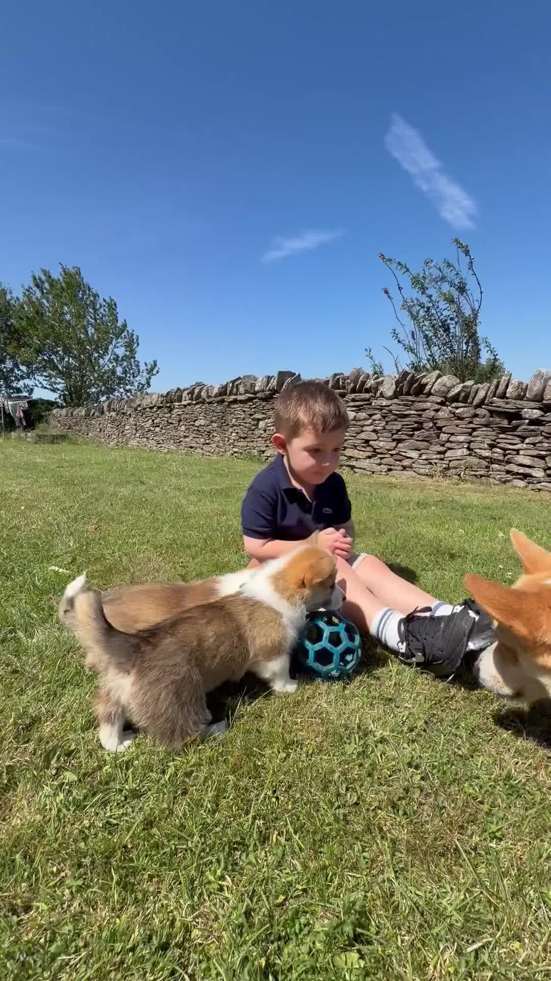 Welsh Corgi Pembroke dogs for sale:  Pembrokeshire Corgi Puppies for sale!🏡 - Video 2