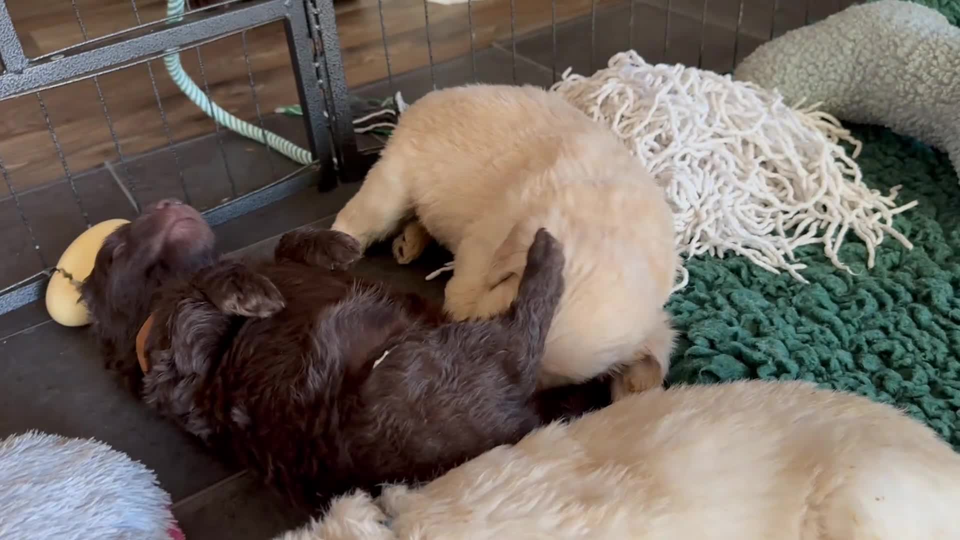 Double Doodle dogs for sale: 2 Stunning Standard F3 Labradoodle boys-cream/choc - Video 3