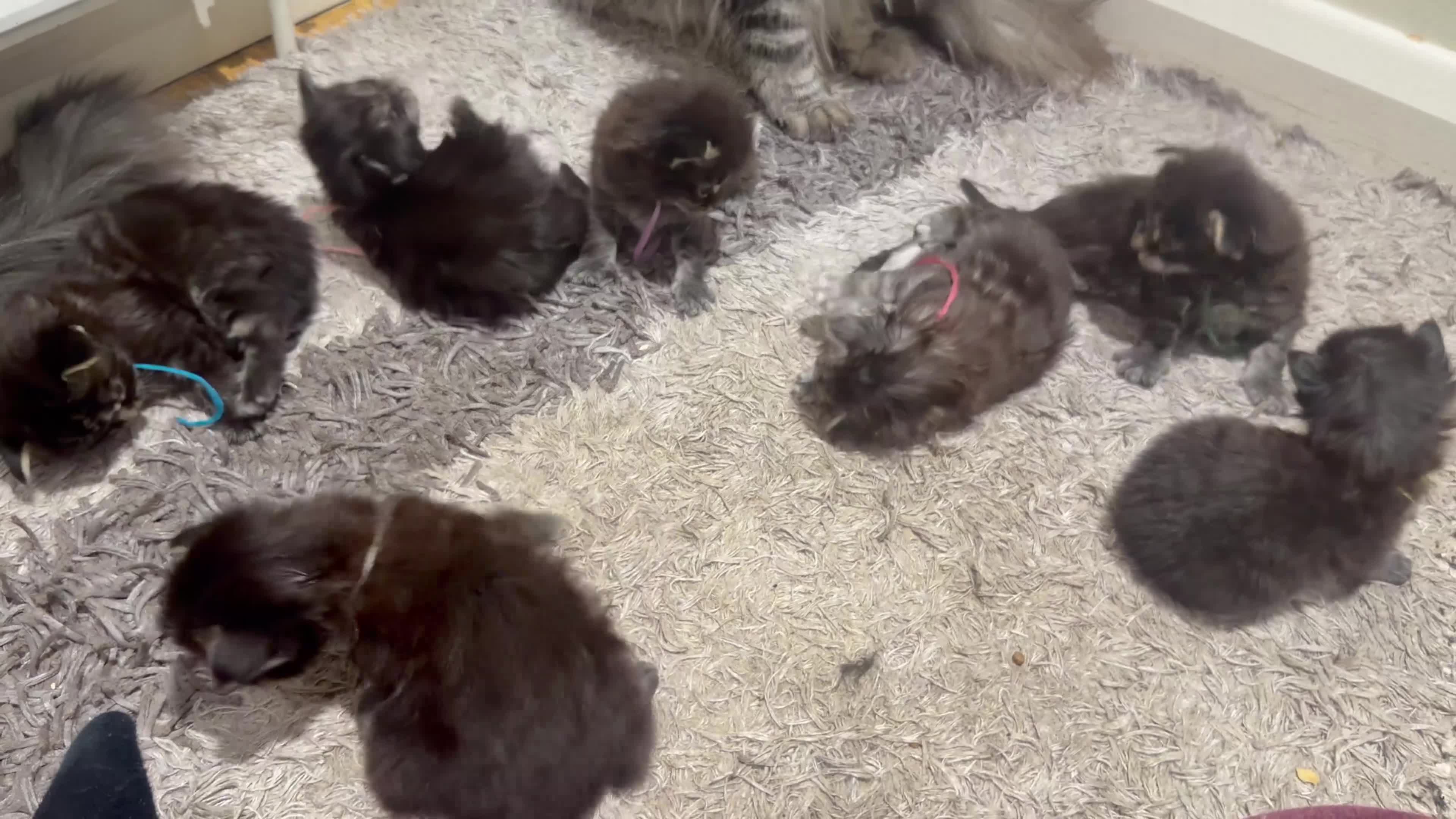 Maine Coon cats for sale: Last one! Ready 3rd May – European Bloodlines - Video 2