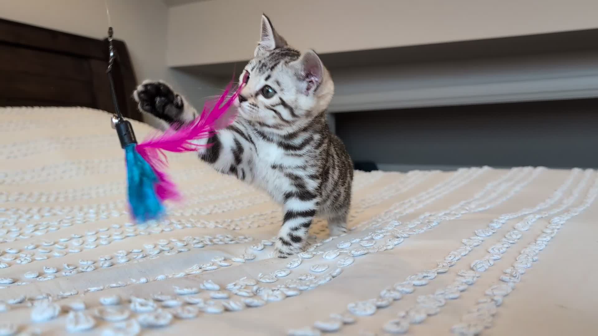 Bengal cats for sale: 🤍🩶🖤 Beautiful Bengal Kittens 🖤🩶🤍 - Video 2