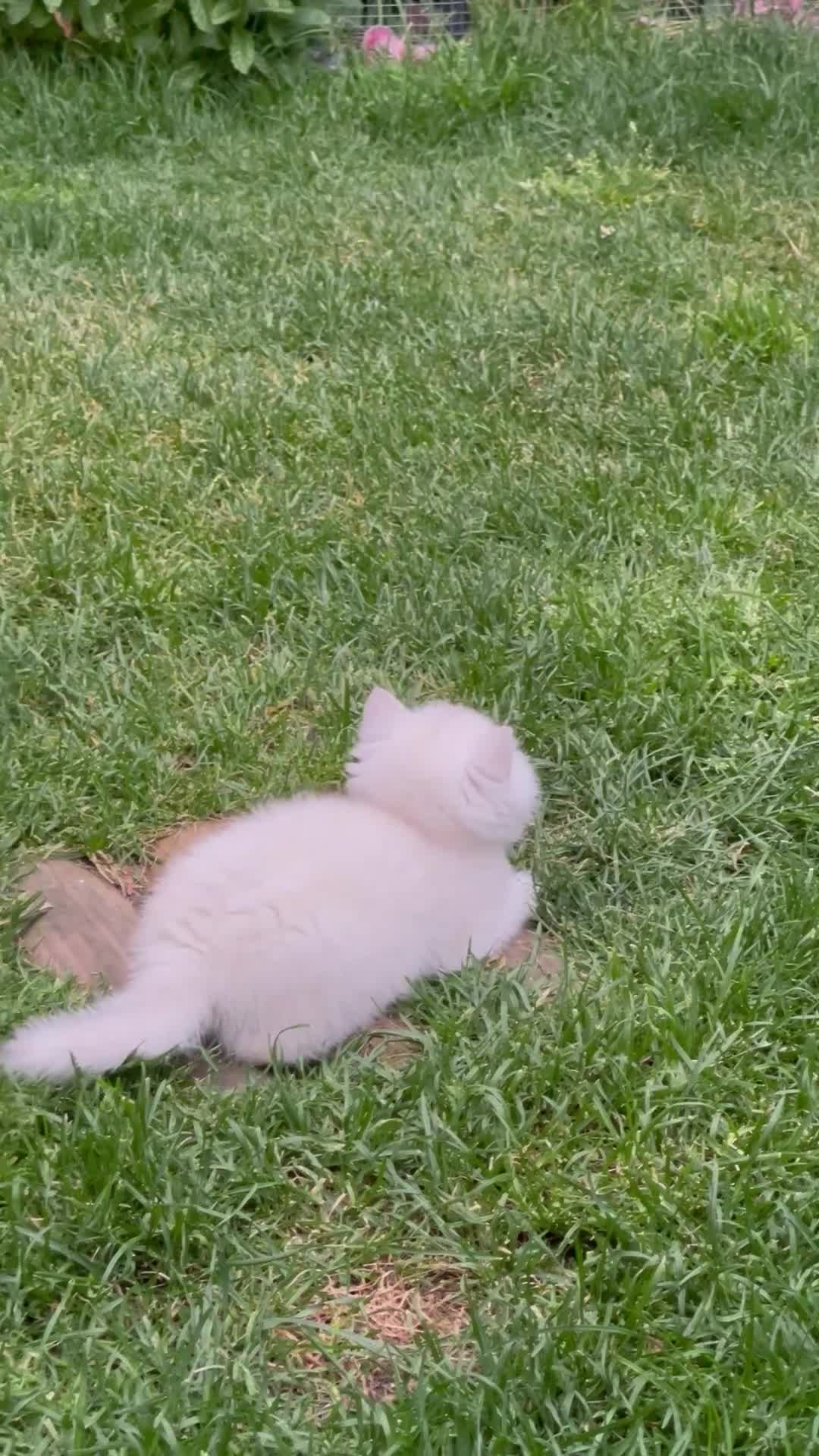 Scottish Fold cats for sale: LOVELY SCOTTISH FOLD CHINCHILLA SILVER KITTENS - Video 2