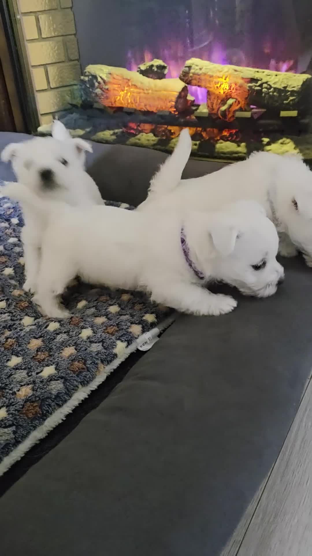 West Highland Terrier dogs for sale: Strong full of life and joy girls KC registered  - Video 3