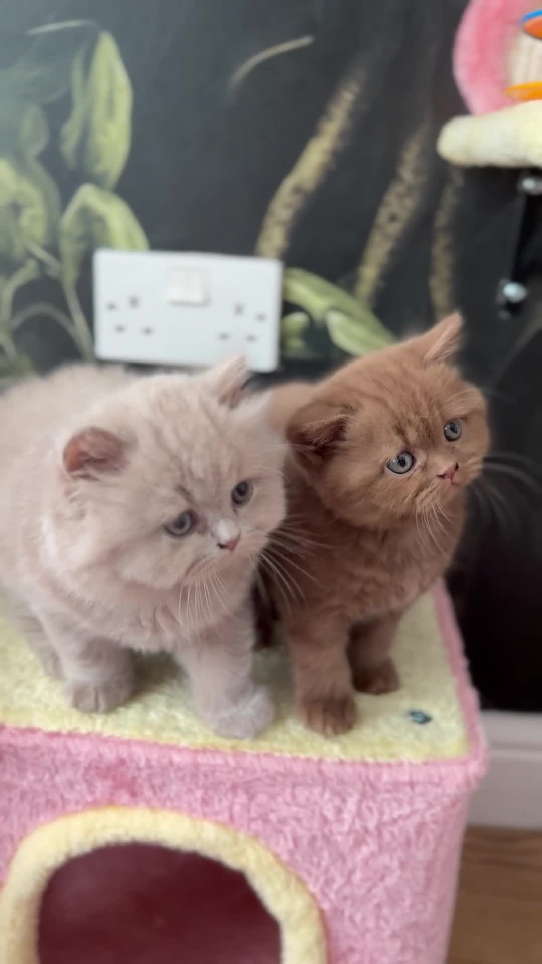 British Shorthair cats for sale: 🐾 GCCF Registered BSH / BLH Kittens 🐾 - Video 2
