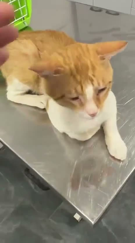 Mixed Breed cats for adoption: Meet Mircea ❤️  in Edinburgh - Video 1