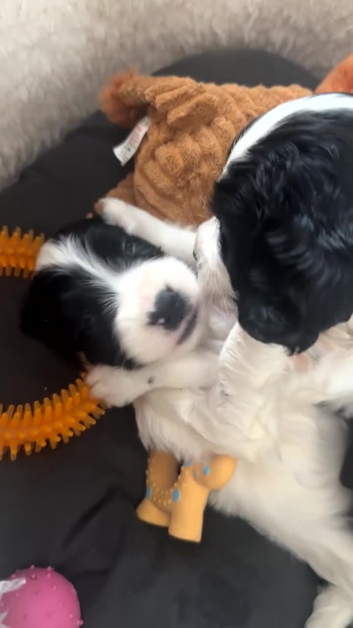 Sprocker dogs for sale: Beautiful Sprocker puppies for sale - Video 1