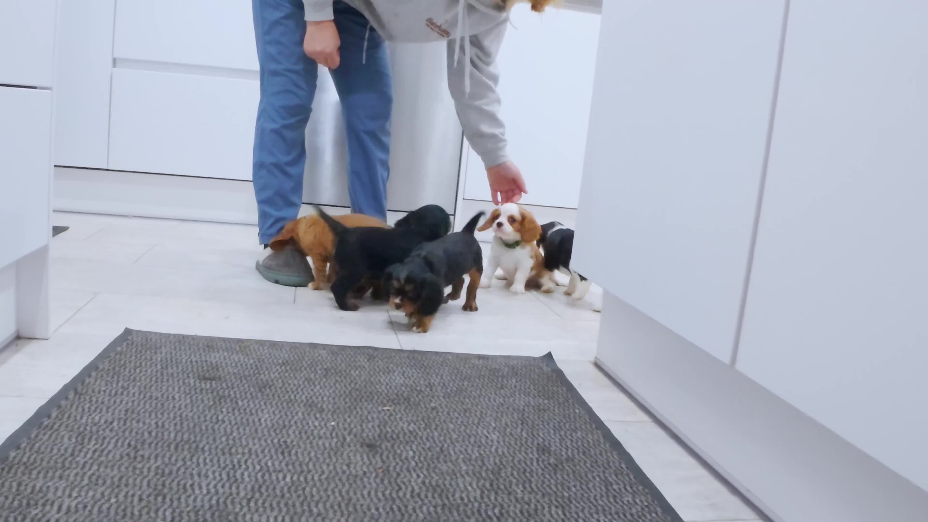 Cavalier King Charles Spaniel dogs for sale: Pedigree Cavalier King Charles Spaniel  - Video 1