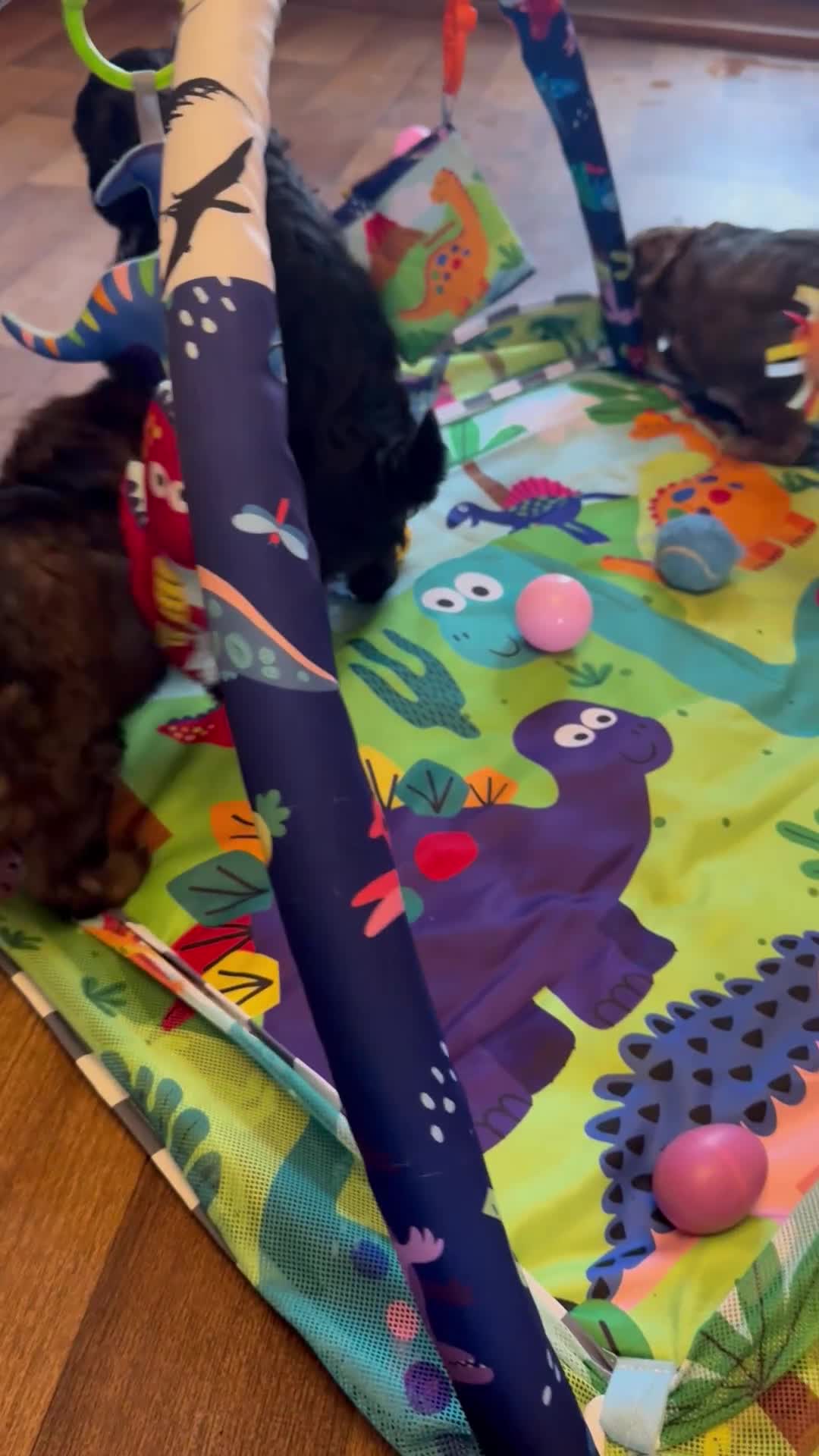 Cavapoo dogs for sale: F1 cavapoo stunning unusual colours  - Video 1