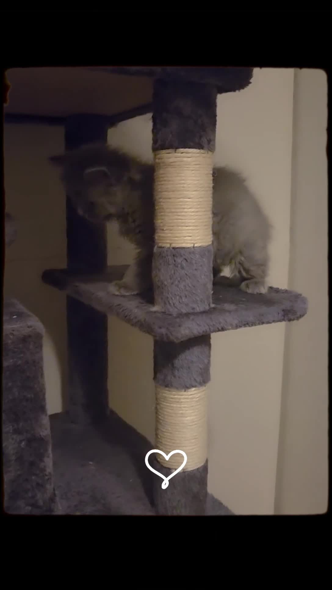 British Longhair cats for sale: British Longhair Blue Male  - Video 1