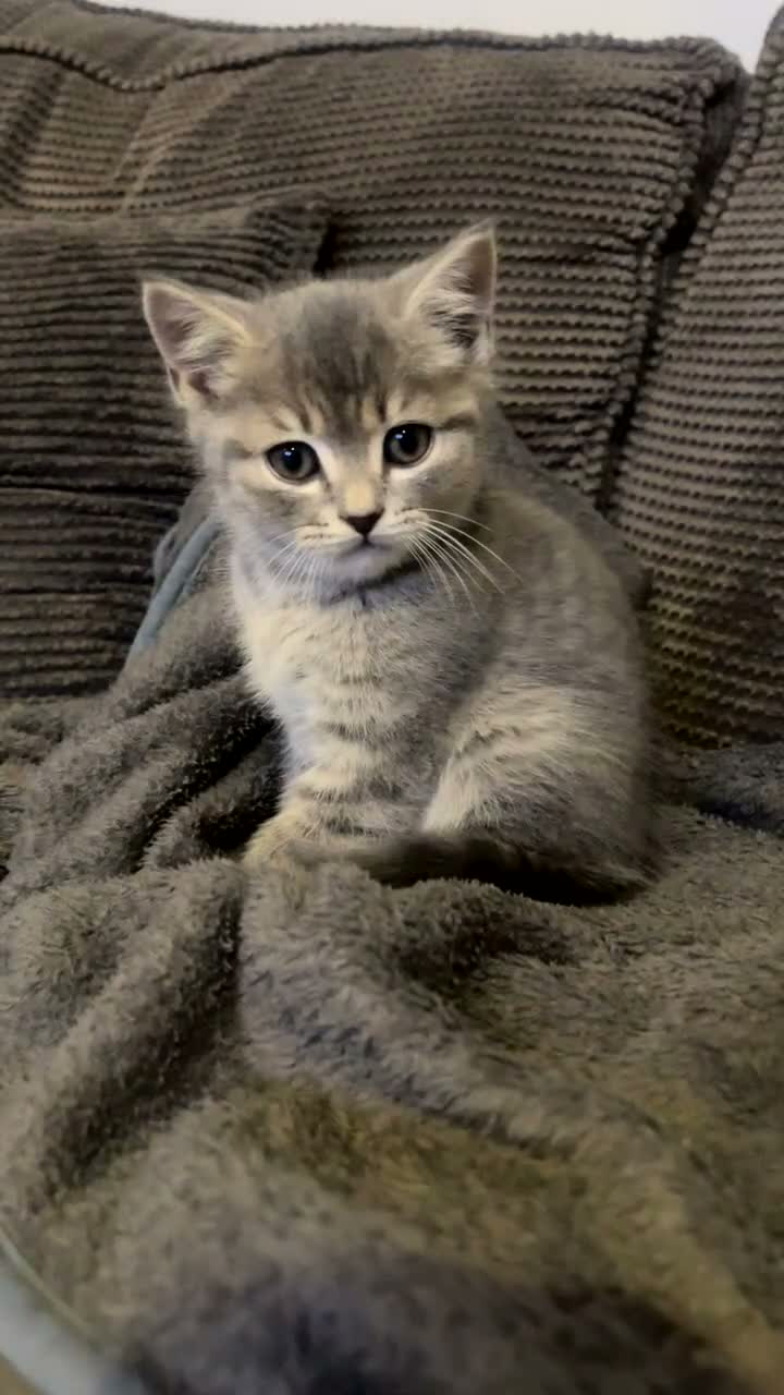 British Shorthair cats for sale: Beautiful discounted British Short Hair for sale  - Video 1