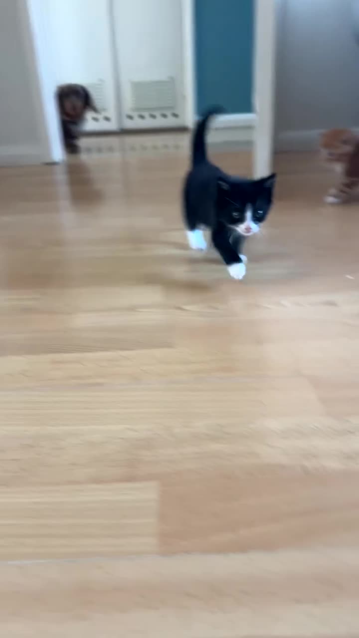 British Shorthair cats for sale: Beautiful black-and-white kitten - Video 1