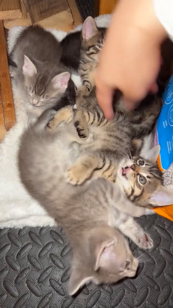 British Shorthair cats for sale: BengalXSavannah  - Video 4