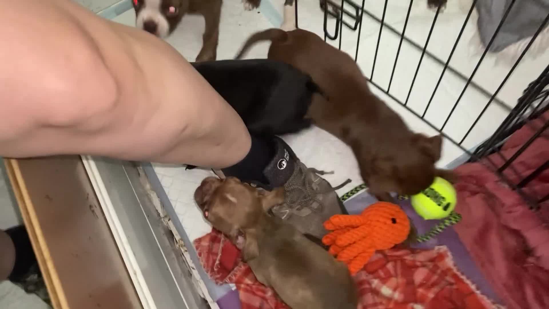 Mixed Breed dogs for sale: Boxer x Boston aka Mini boxer 🤩🤩🤩🐾🧬 - Video 1