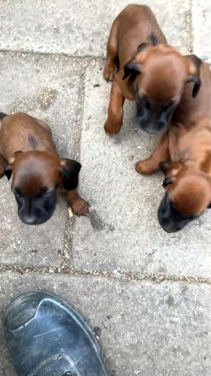 Bavarian Mountain Hound dogs for sale: Bavarian mountain hound pups in Londonderry - Video 1