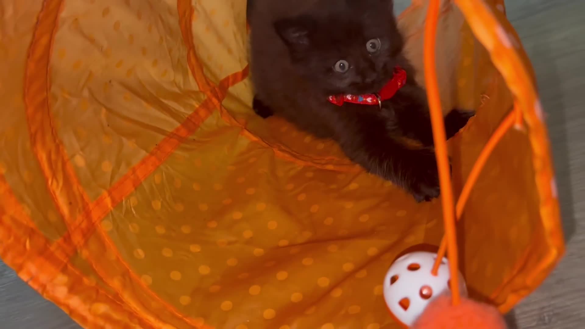 Maine Coon cats for sale: 🐾🐈‍⬛10 week old Maine coon kittens🐈‍⬛🐾 - Video 1