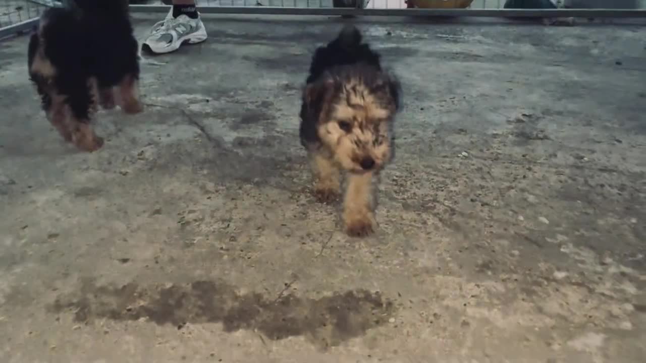 Lakeland Terrier dogs for sale: Lakeland terrier puppies - Video 1